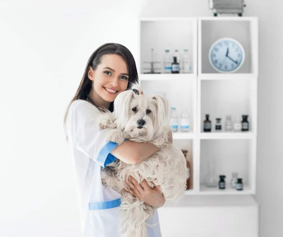 How to Become a Dog Sitter on Rover